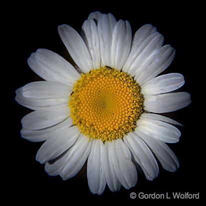 GORDON WOLFORD PHOTOGRAPHY/Ontario/Northern Ontario/Dirty Daisy_01686